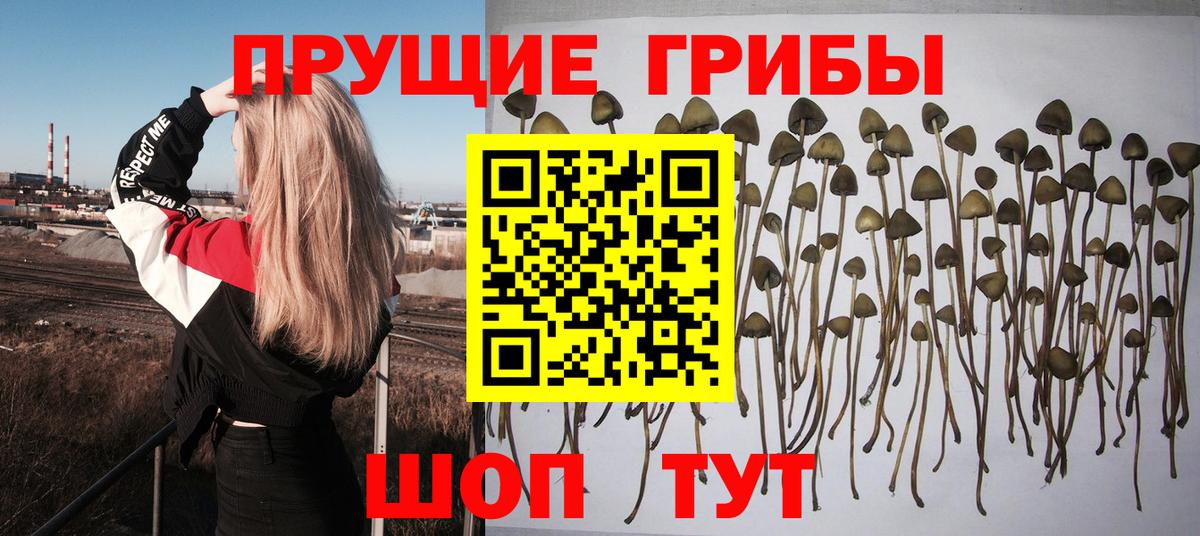 где купить   Вход с VPN  Элиста  Псилоцибиновые грибы Psilocybine cubensis 